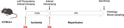 Hemopexin alleviates sterile inflammation in ischemia-reperfusion-induced lung injury